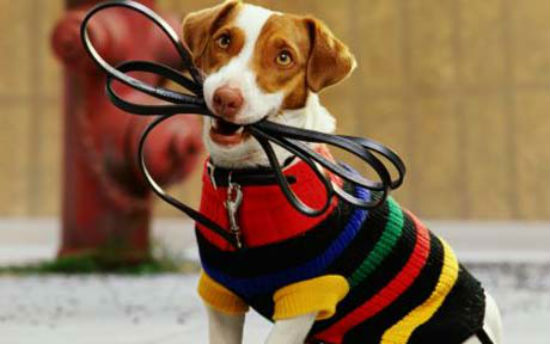 1407395905_dogcoat_1297993a.jpg