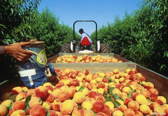 Благодаря команде Президента РМ молдавские овощи и фрукты беспрепятственно попадут на рынок РФ frukty_red.jpg