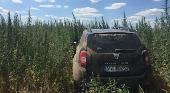 На юге Молдовы полиция обнаружила 15 гектар конопли konoplya_kuv.jpg