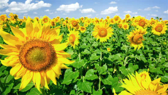 sunflower.jpg