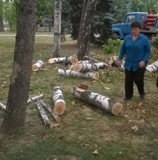 В Кишиневе беспощадно вырубают здоровые деревья bereza_ttt.jpg