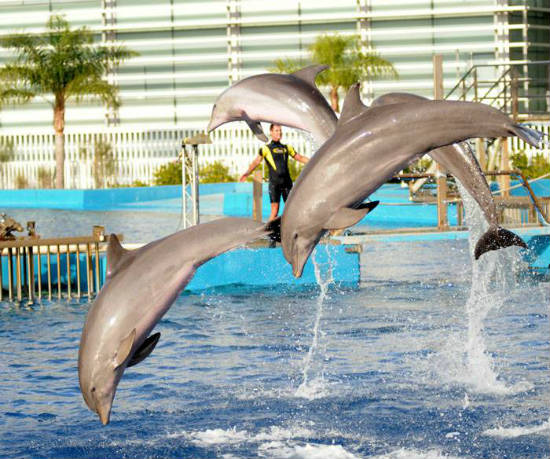 delfinariu_badorgood_com1_red.jpg