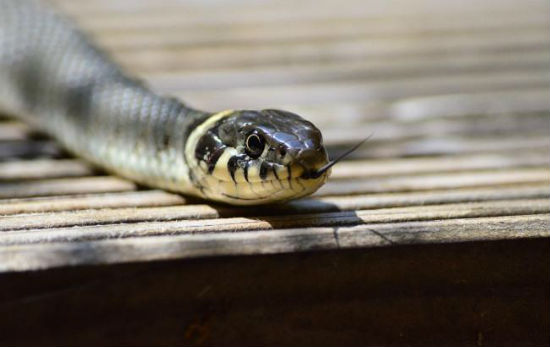 grass_snake_379025_960_720_650x410.jpg