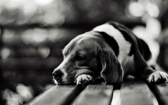 rabstol_net_dogs_08.jpg