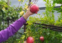 В Молдове появятся лесополосы из инжира, граната и фисташки