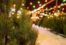 Где купить ёлку к празднику: цены в столице шокируют