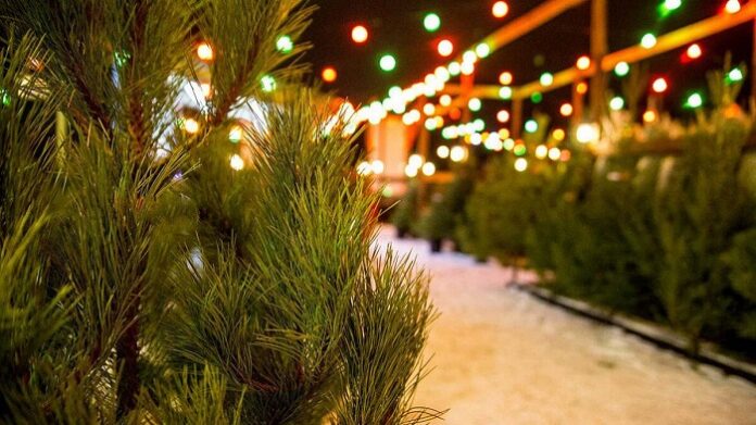 elki-elochnyy-bazar-pihta-sosna